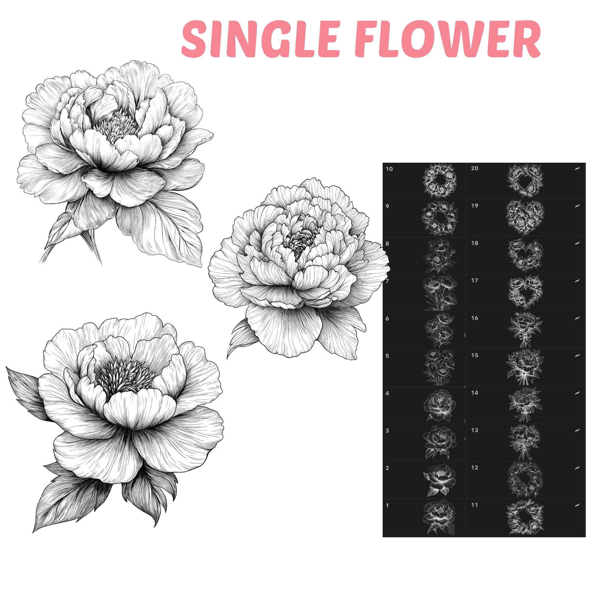 Procreate Peony Flowers Brushes | 100+ Peony Flower Procreate Stamps ...