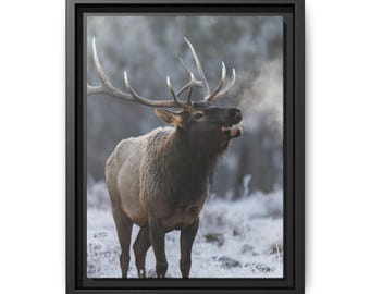 Bugling Elk Chilly Morning Snow - Wood Framed Canvas - Wildlife Wall Art