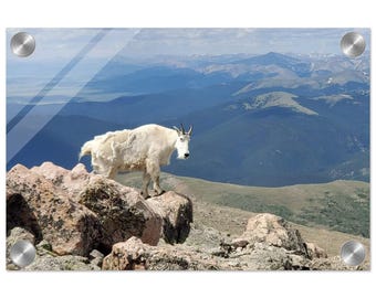 Vibrant Acrylic Print of Rocky Mountain Goat, scenic photo, colorado, rocky mountains, wildlife photo