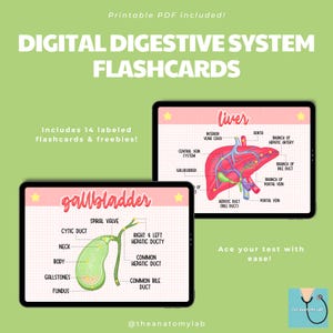 Digital Digestive System Flashcards | Goodnotes Flashcards | Digital Flashcards | Printable PDF Flashcards | Anatomy Review