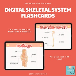 Flashcards do Sistema Esquelético Digital | Flashcards Goodnotes | Flashcards Digitais | Flashcards PDF Imprimíveis | Revisão de Anatomia