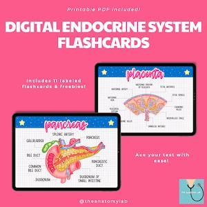 Flashcards do Sistema Endócrino Digital | Flashcards Goodnotes | Flashcards Digitais | Flashcards PDF Imprimíveis | Revisão de Anatomia