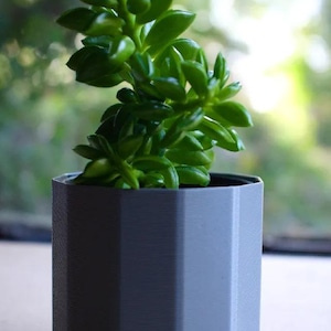 Op de afbeelding: Een groene vetplant in een grijze, geometrisch gevormde pot. De plant heeft dikke, glanzende bladeren. De pot is ongeveer 10 cm hoog. De achtergrond is wazig.