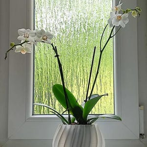 May include: A white orchid plant in a decorative, white, ridged pot. The orchid has multiple white flowers with yellow centers and long, green leaves. The plant sits in front of a window with a green, textured background.