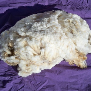 Cormo Fleece 2 lb 1 oz