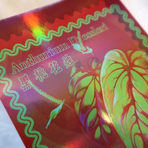 Holografische Postkarten -Eine Sammlung von Zimmerpflanzen-