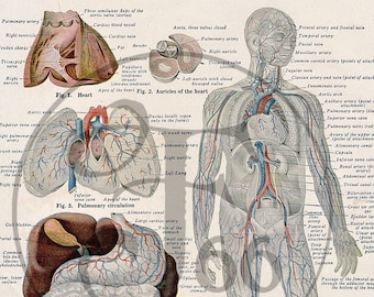 Puede incluir: Una ilustración anatómica detallada del sistema circulatorio humano. La imagen muestra el corazón, los pulmones, el hígado y otros órganos, con líneas rojas que representan las arterias y líneas azules que representan las venas. La imagen está etiquetada con los nombres de las diferentes partes del sistema circulatorio.