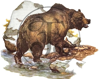 Vintage Grizzly Oso Animal Clip Art Maderas Naturaleza Diseño Gráfico Ilustración Dibujo Digital Descargar