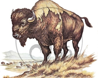 Vintage Buffalo Bison Nature Graphic Design Art Illustration Drawing Digital Download