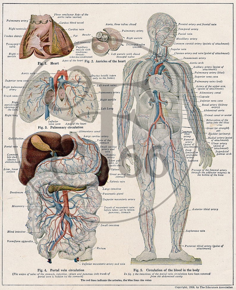 Vintage Illustration Print Anatomy Download Science Body 1920s Antique ...