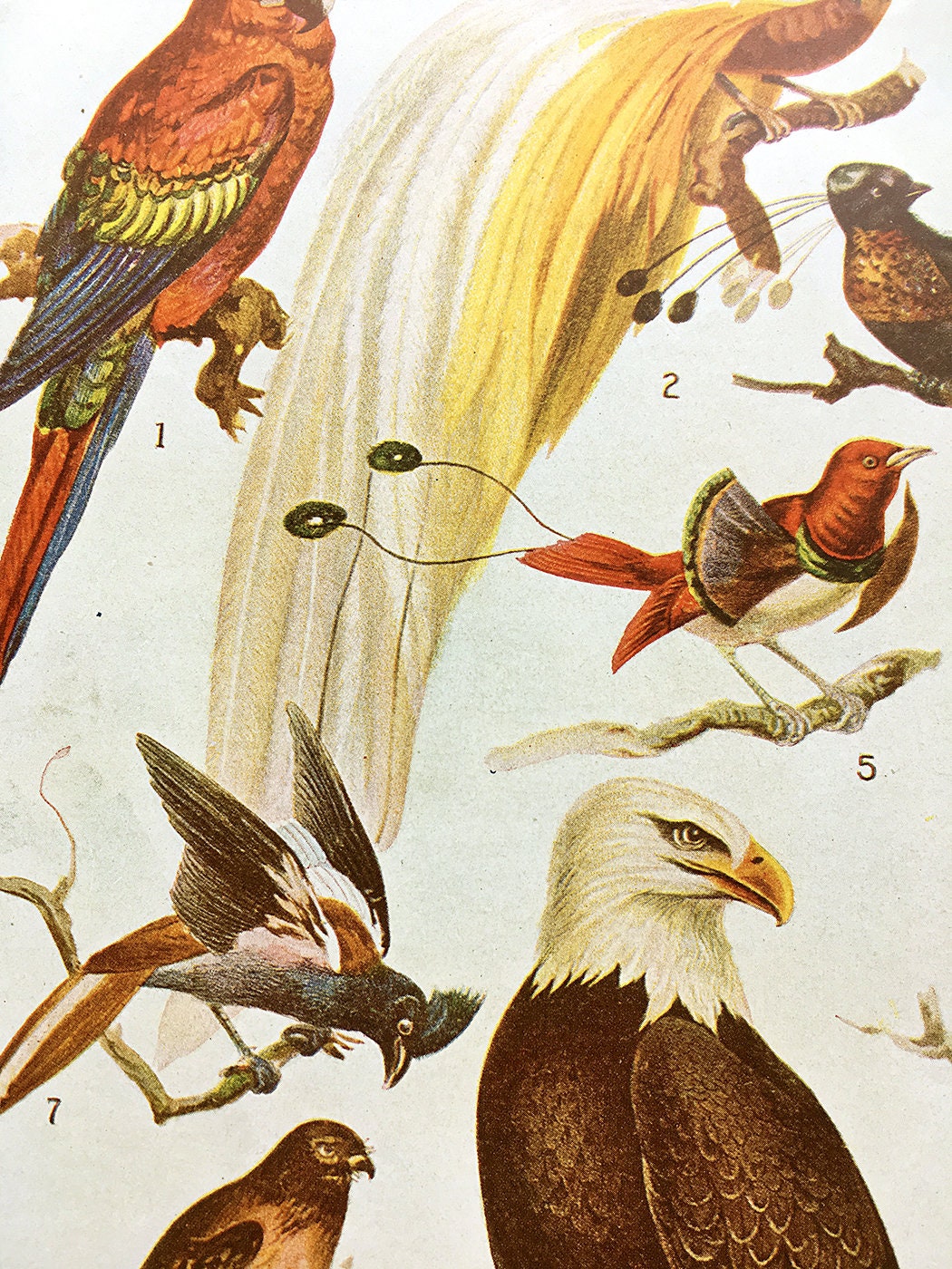Vintage Nature Bird Original Color Art Print Birds of Africa 1920s