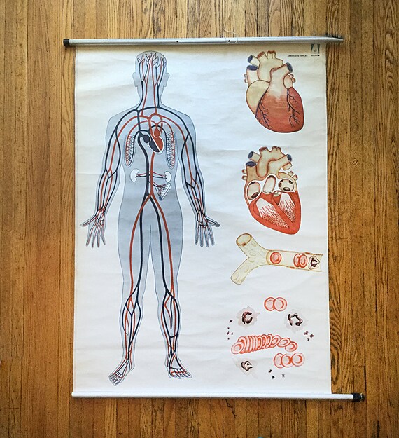 Human Heart Diagram Anatomy Diagram Educational Chart Mural Poster