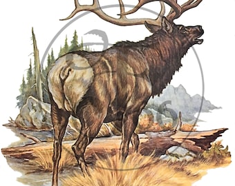 Vintage Elk Buck Deer Animal Clip Art Woods Naturaleza Diseño gráfico Arte Ilustración Dibujo Descarga digital