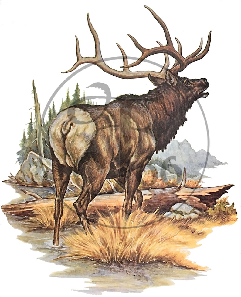 May include: A brown and white elk with large antlers stands in a grassy area with a rocky background. The elk is looking to the right and has its mouth open as if it is calling.