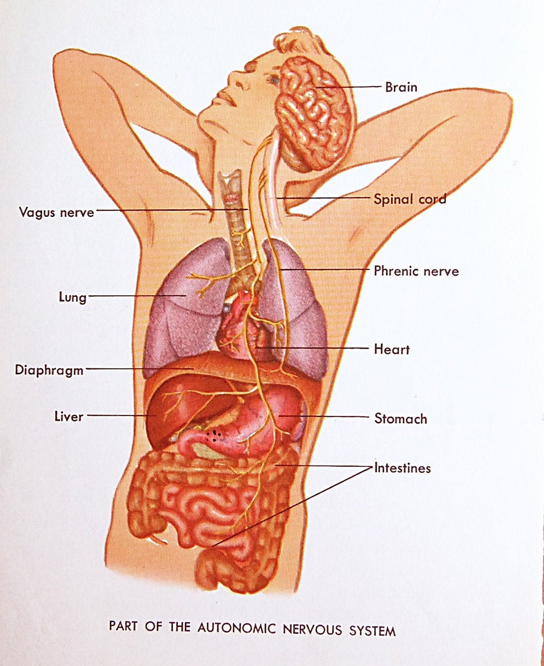 Vintage Paper Ephemera Illustration Nervous System Boy Man Male