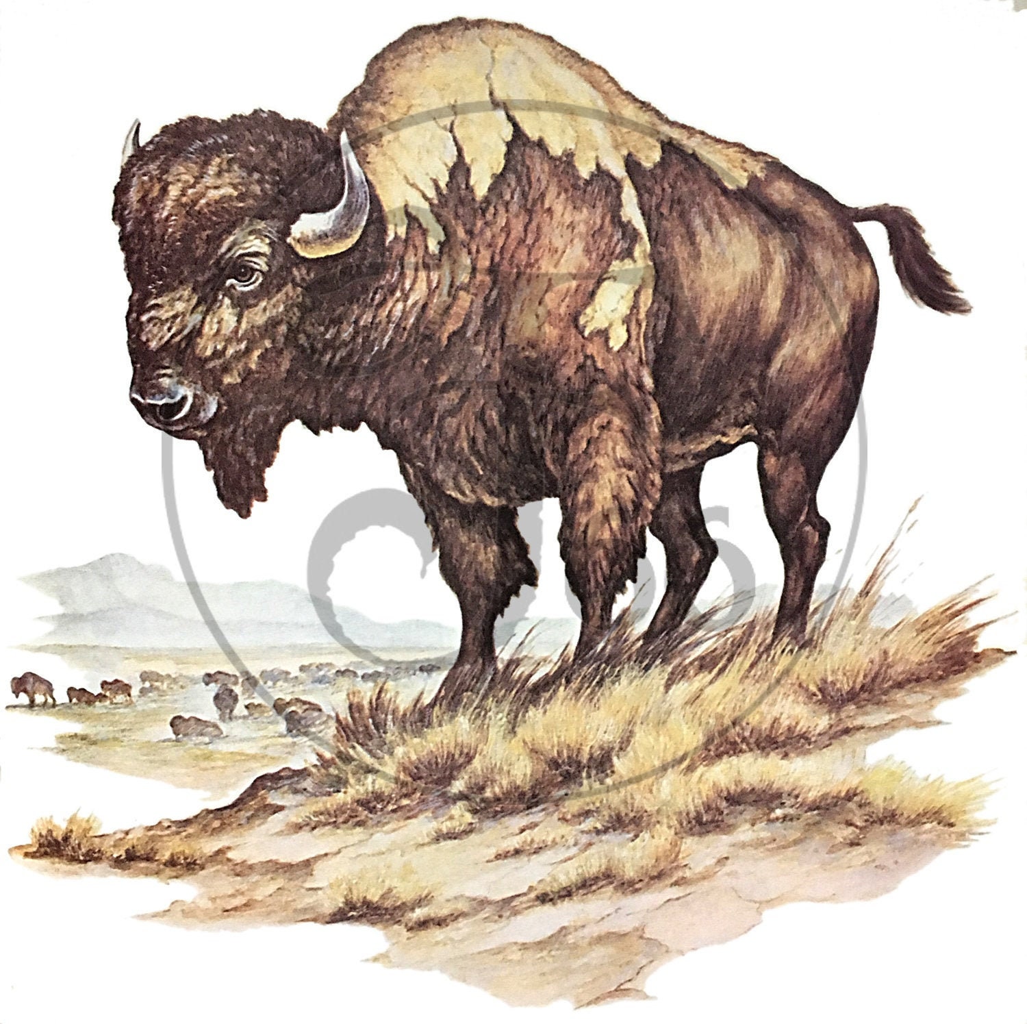 Bison Illustration