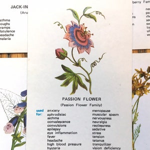Vintage Medicinal Flowers Cards Historical Herbal Remedies Plants Illustrations Set of Six