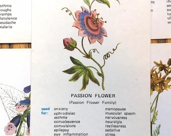 Vintage Medicinal Flowers Cards Historical Herbal Remedies Plants Illustrations Set of Six