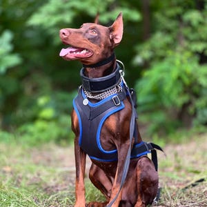 Arnés para perros de trabajo: ligero, acolchado y ajustable para canicross, bikejoring, obediencia, mordida, protección y vigilancia.