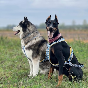 Op de afbeelding: Een zwart met tan Dobermann met een blauw en wit patroon hondentuigje met gele rand en een bordeauxrode halsband, zittend naast een grijze en witte Siberische Husky met een bijpassend blauw en wit patroon hondentuigje.