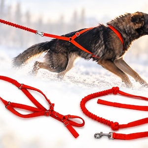 Puede incluir: Un arnés para perro de color rojo brillante y una correa elástica a juego con un clip de metal. El arnés cuenta con correas ajustables y herrajes metálicos, mientras que la correa incluye una sección amortiguadora y un asa.