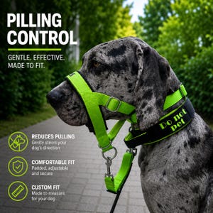Puede incluir: Un gran danés con pelaje moteado en negro y gris lleva un cabestro para perro de color verde neón brillante y un collar negro con el texto Do not pet bordado en verde. El equipo cuenta con hebillas metálicas ajustables y una anilla de metal.