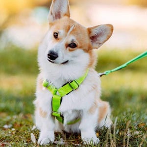 May include: A Pembroke Welsh Corgi with tan and white fur wearing a bright neon green nylon dog harness with silver metal buckles and adjusters. A matching neon green leash is attached to the harness, extending to the right side of the frame.