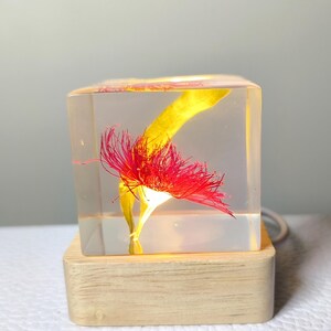 Puede incluir: Un cubo de resina transparente encapsula una flor roja y amarilla, montado sobre una base de madera clara. Los delicados detalles de la flor se conservan dentro del bloque transparente, creando una pieza decorativa única. La base tiene un brillo suave.