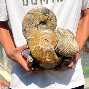 11inche Natural Ammonite fossil,quartz crystal,Conch fossil,Home Decoration,hand carved,crystal fossil,Crystal Gifts RR-3