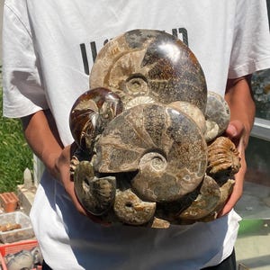 12.6inche Natural Ammonite fossil,quartz crystal,Conch fossil,Home Decoration,hand carved,crystal fossil,Crystal Gifts RR-1