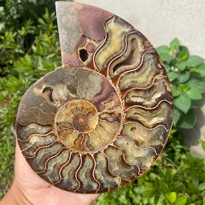 Natural Ammonite fossil,quartz crystal,Conch fossil,Home Decoration,hand carved,crystal fossil,Crystal Gifts 1pc