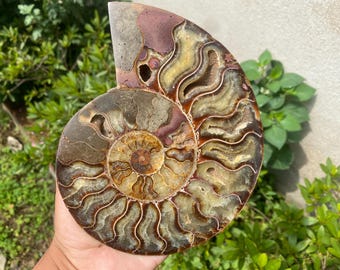 May include: A polished ammonite fossil with a spiral pattern. The fossil displays a range of colors, including brown, tan, and hints of purple and yellow. The intricate details of the shell's chambers are visible, showcasing its natural beauty.