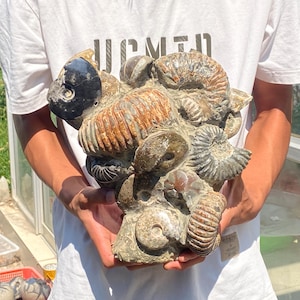 11.8inche Natural Ammonite fossil,quartz crystal,Conch fossil,Home Decoration,hand carved,crystal fossil,Crystal Gifts RR-5