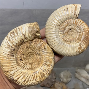 Natural Ammonite fossil,quartz crystal,Conch fossil,Home Decoration,hand carved,crystal fossil,Crystal Gifts 1pc