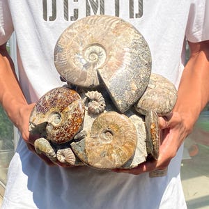 10.6inche Natural Ammonite fossil,quartz crystal,Conch fossil,Home Decoration,hand carved,crystal fossil,Crystal Gifts RR-4