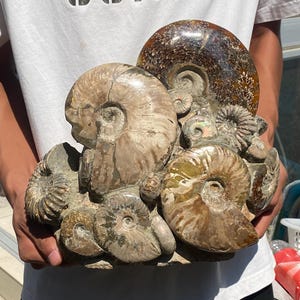 11.8inche Natural Ammonite fossil,quartz crystal,Conch fossil,Home Decoration,hand carved,crystal fossil,Crystal Gifts RR-8