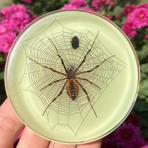 May include: A round, pale yellow coaster featuring a detailed illustration of a spider and its web. The spider is brown and black with yellow stripes. A smaller insect is above the spider. The coaster is held by a hand.