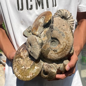 11.8inche Natural Ammonite fossil,quartz crystal,Conch fossil,Home Decoration,hand carved,crystal fossil,Crystal Gifts RR-7