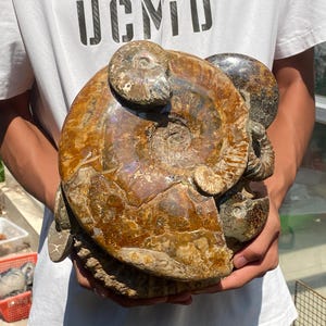 12.5inche Natural Ammonite fossil,quartz crystal,Conch fossil,Home Decoration,hand carved,crystal fossil,Crystal Gifts RR-6