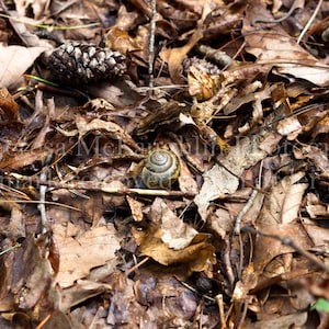 May include: A small snail shell with a brown and white pattern is nestled among a bed of dry, brown leaves and twigs.