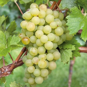 Interlaken Seedless Grape Live Tree - 6-15&quot; Tall - Well Rooted Ready to Grow - Sweet Grape For Home Garden
