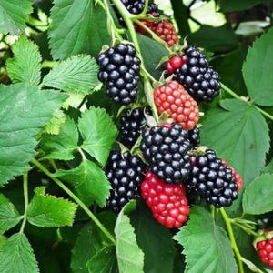 Set of 2 Navaho Thornless Blackberry Plants - 4-6 Inch Tall - Rooted - No Pot - Thornless Blackberry Bush - Edible Fruit - Navajo Variety