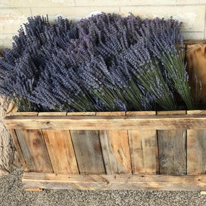 100 stems of highly scented dried lavender.