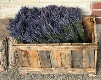 100 stems of highly scented dried lavender.