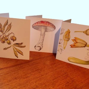 Von der Natur inspirierte Grußkarten – Aquarell Drucke mit Rosskastanie, Zucchetti & Fliegenpilz. 3er-Pack, 1 von jedem Design, innen leer