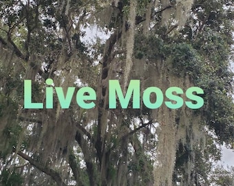 Fresh Spanish moss, Tiliandsia usueoides, bromeliad, air plants, live moss,