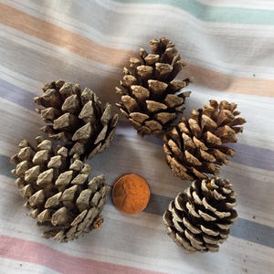 May include: Five brown pine cones of varying sizes are arranged on a striped fabric. A copper penny is placed near the center for size comparison. The pine cones have textured surfaces and are in a natural, earthy color.