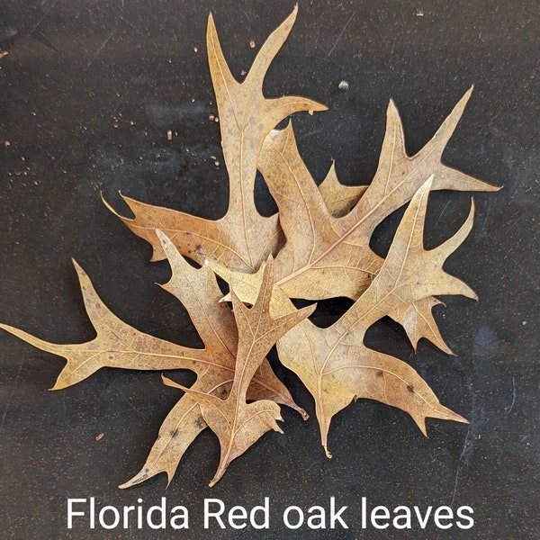 Florida dried red oak leaves, leaf litter, terrarium, vivarium, frogs, gecko. Floral and crafts.