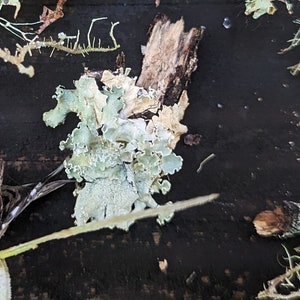 May include: A close-up of a light green lichen growing on a dark brown wooden surface. The lichen has a delicate, leafy texture and is surrounded by small pieces of bark.