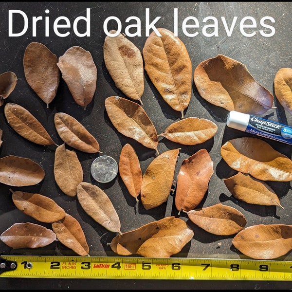 Florida dried oak leaves, leaf litter, terrarium, vivarium, frogs, gecko, reptiles